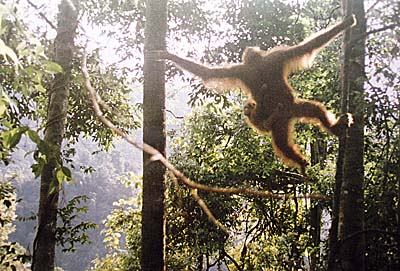 'Orangutan in Gunung Leuser National Park' by Asienreisender
